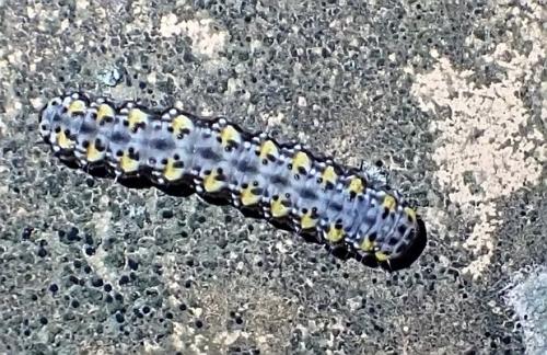 Bryophila sp.